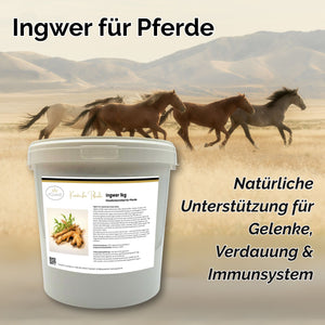 Ingwer Pferd Pulver 1kg