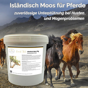 Isländisch Moos Pferd - Hustenkräuter für Pferde - Magenkräuter Pferd
