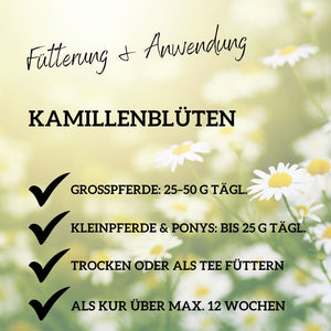 Kamille Pferd ganze Blüte