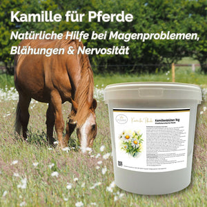 Kamille Pferd ganze Blüte