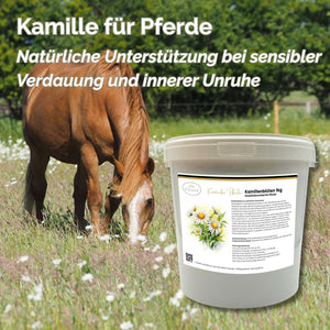 Kamille Pferd 1kg ganze Blüte