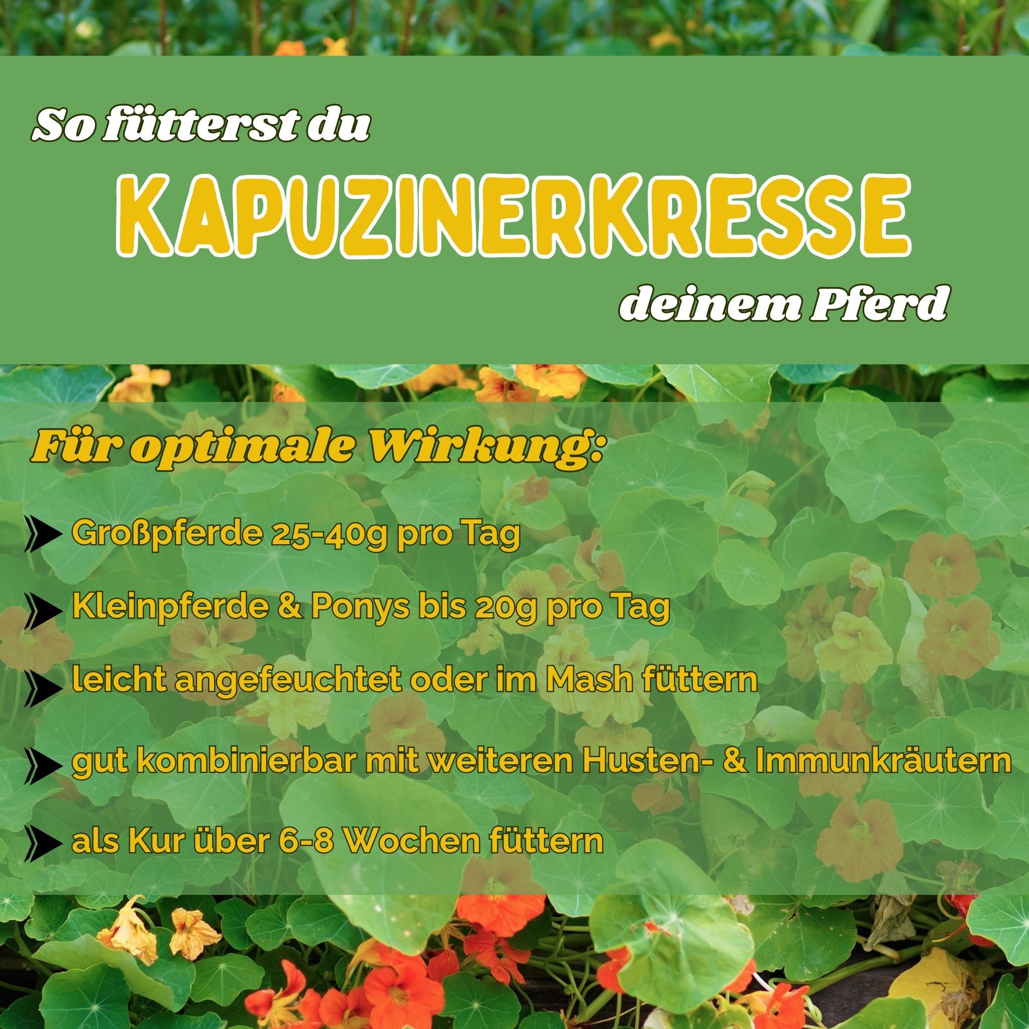 Kapuzinerkresse für Pferde - Hustenkräuter für Pferde - Immunkräuter Pferd