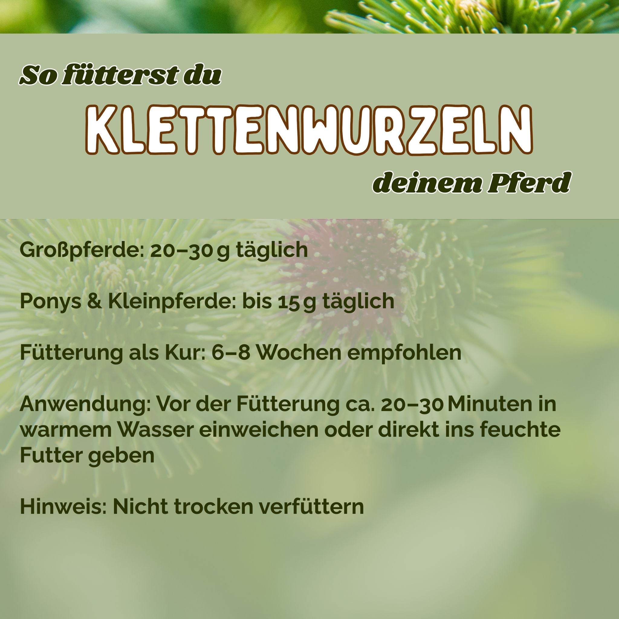 Klettenwurzel Pferd für Stoffwechsel, Haut & Fellwechsel
