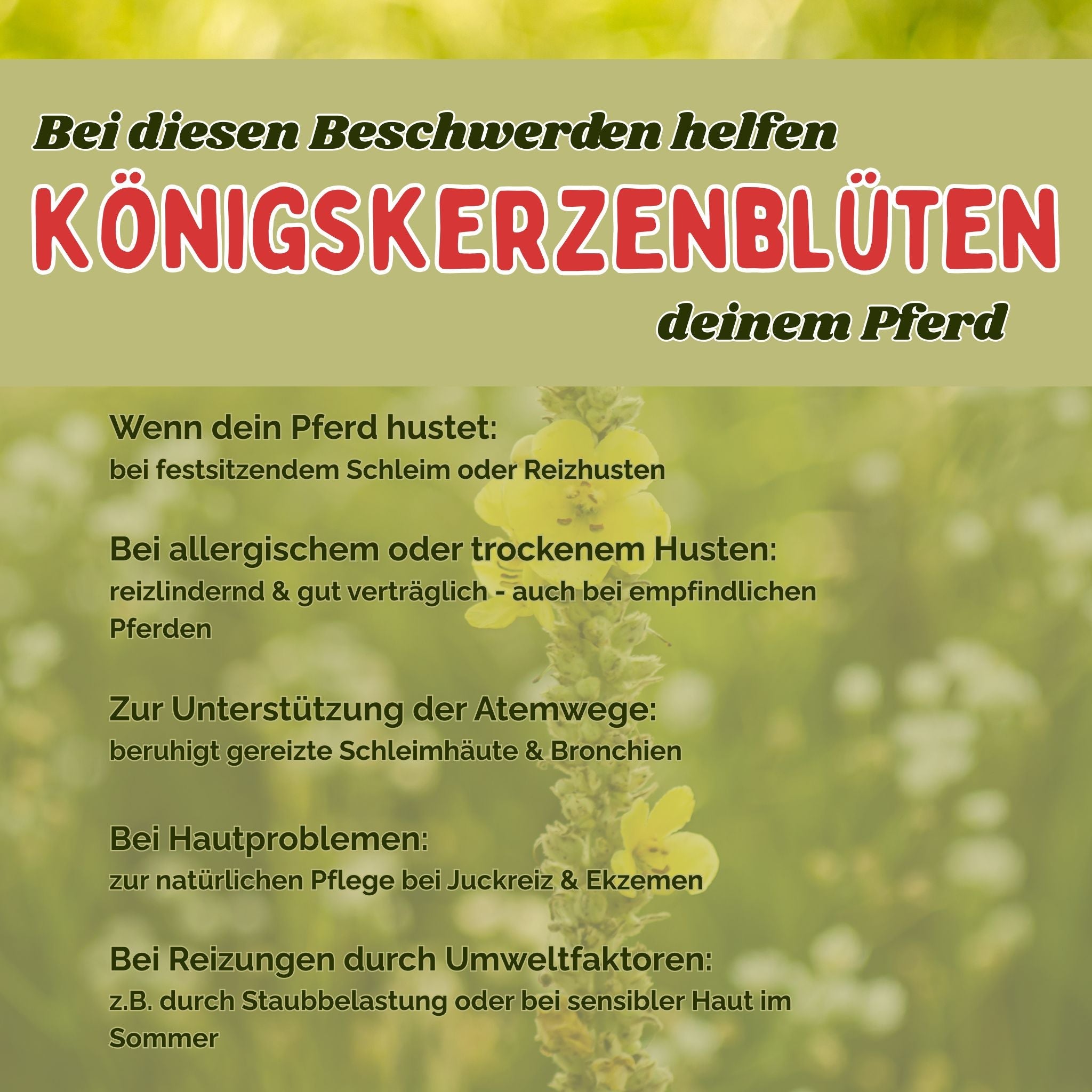 Königskerzenblüten Pferd - Hustenkräuter für Pferde - Schleimlöser Pferd
