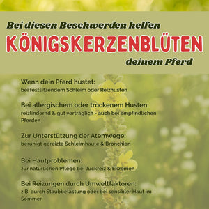 Königskerzenblüten Pferd - Hustenkräuter für Pferde - Schleimlöser Pferd