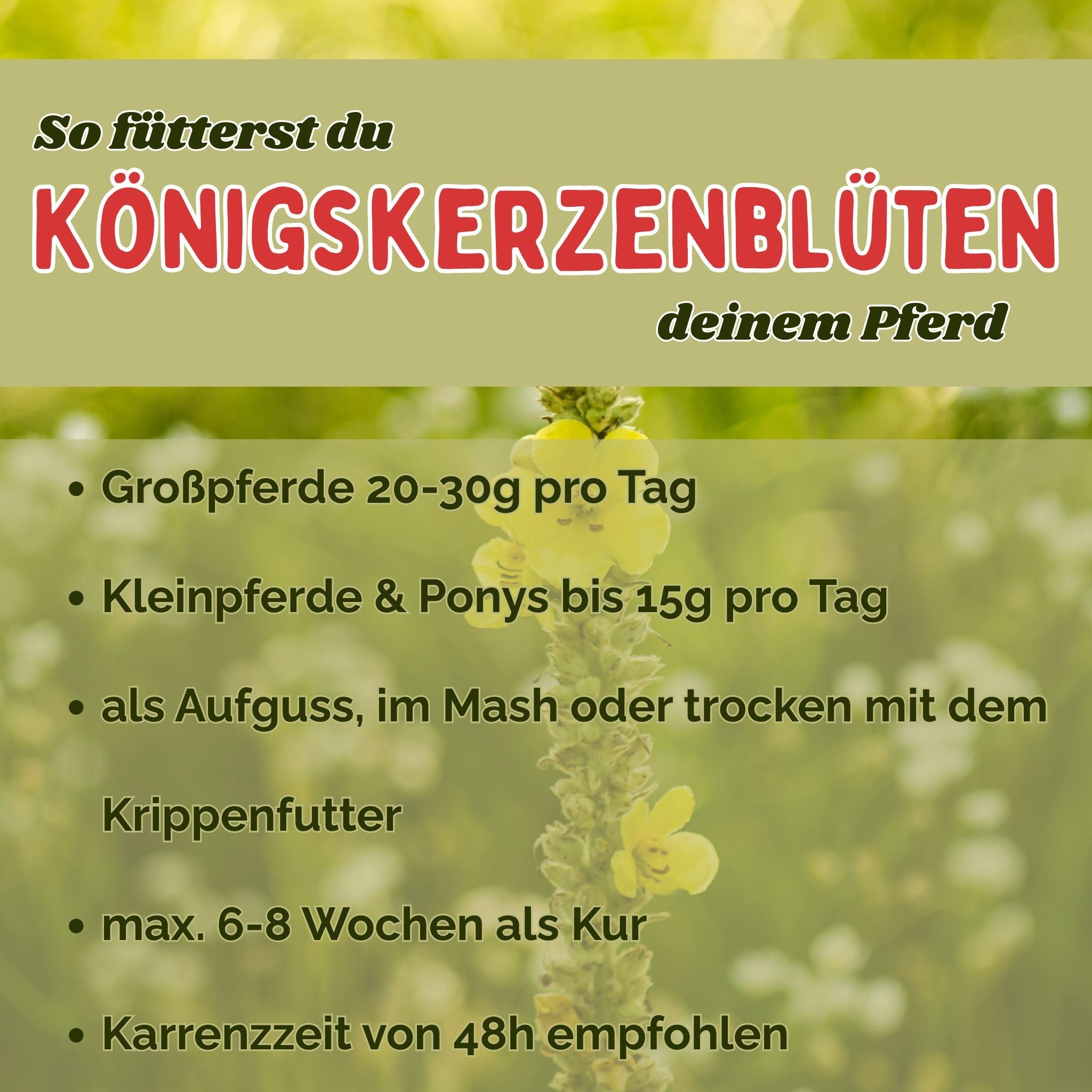 Königskerzenblüten Pferd - Hustenkräuter für Pferde - Schleimlöser Pferd