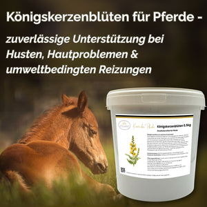 Königskerzenblüten Pferd - Hustenkräuter für Pferde - Schleimlöser Pferd