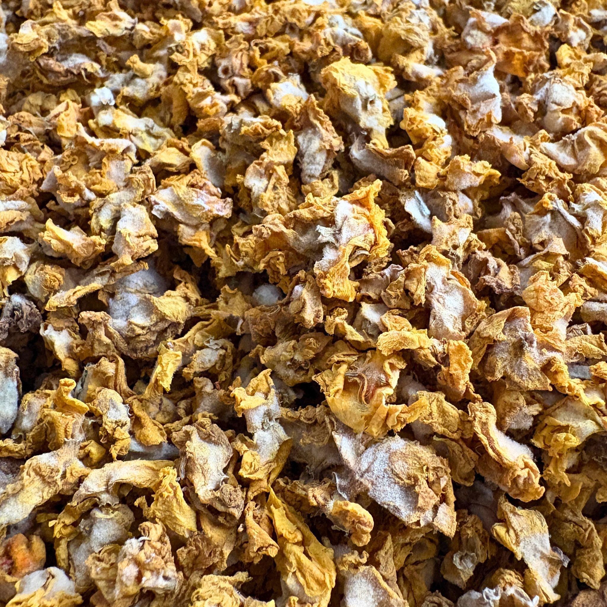 Königskerzenblüten Pferd - Hustenkräuter für Pferde - Schleimlöser Pferd