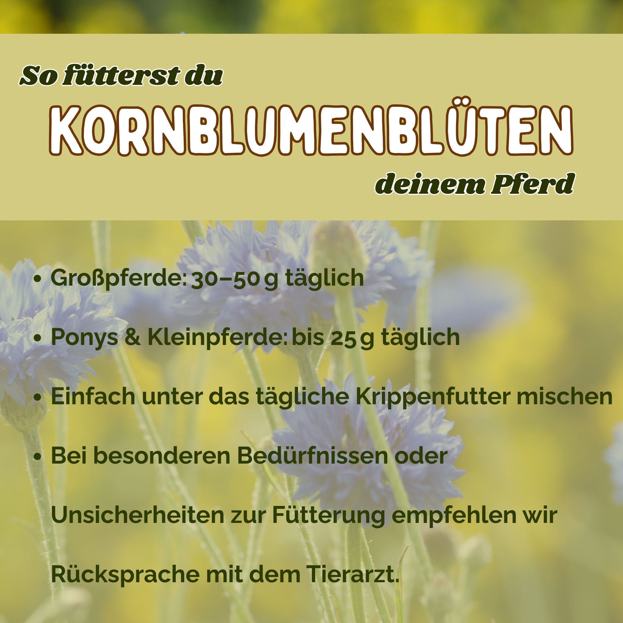 Kornblume Pferd ganze Blüte für Immunsystem und Verdauung