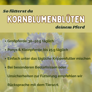Kornblume Pferd ganze Blüte für Immunsystem und Verdauung