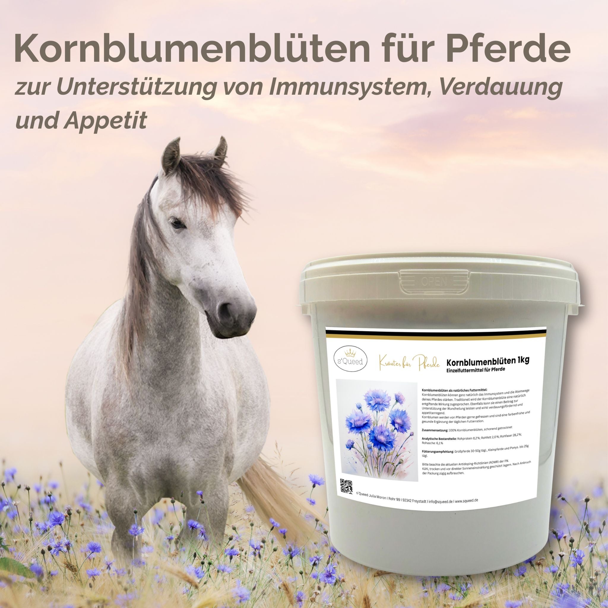 Kornblume Pferd ganze Blüte für Immunsystem und Verdauung