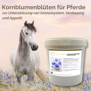 Kornblume Pferd ganze Blüte für Immunsystem und Verdauung
