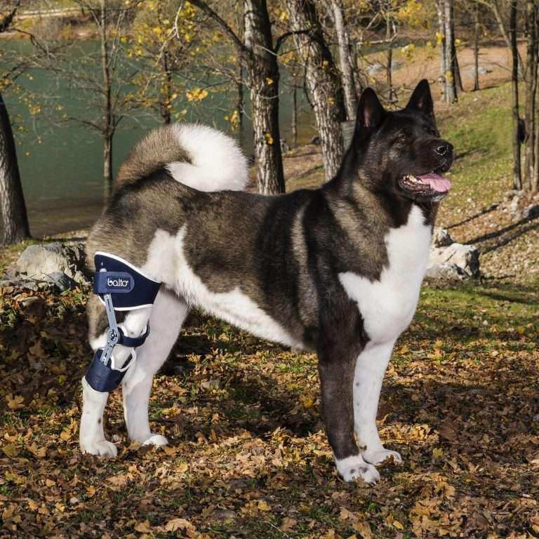 Hunde Knieorthese mit bewegungsgraden für Kreuzbänder