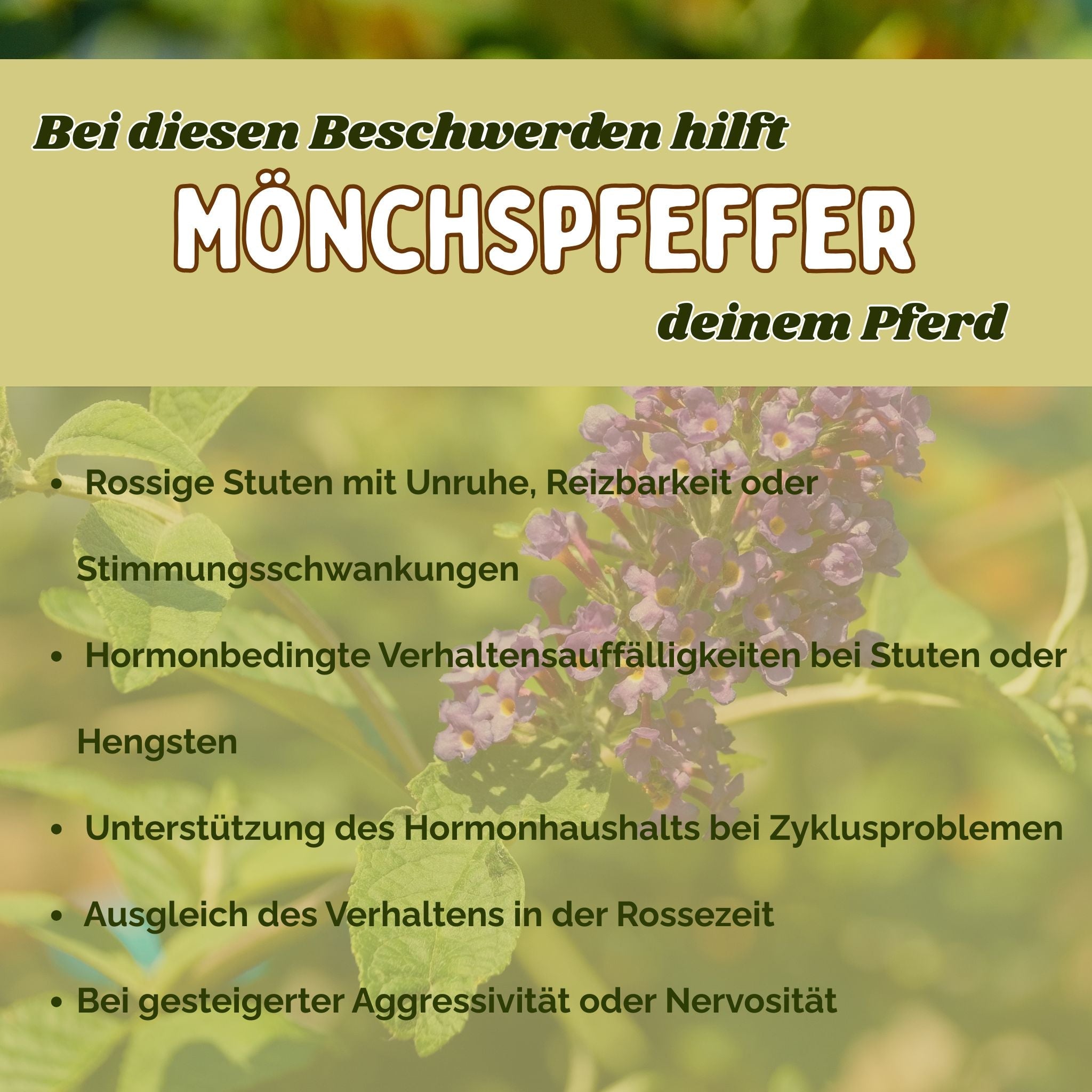 Mönchspfeffer Pferd - natürliche Hilfe bei rossigen Stuten