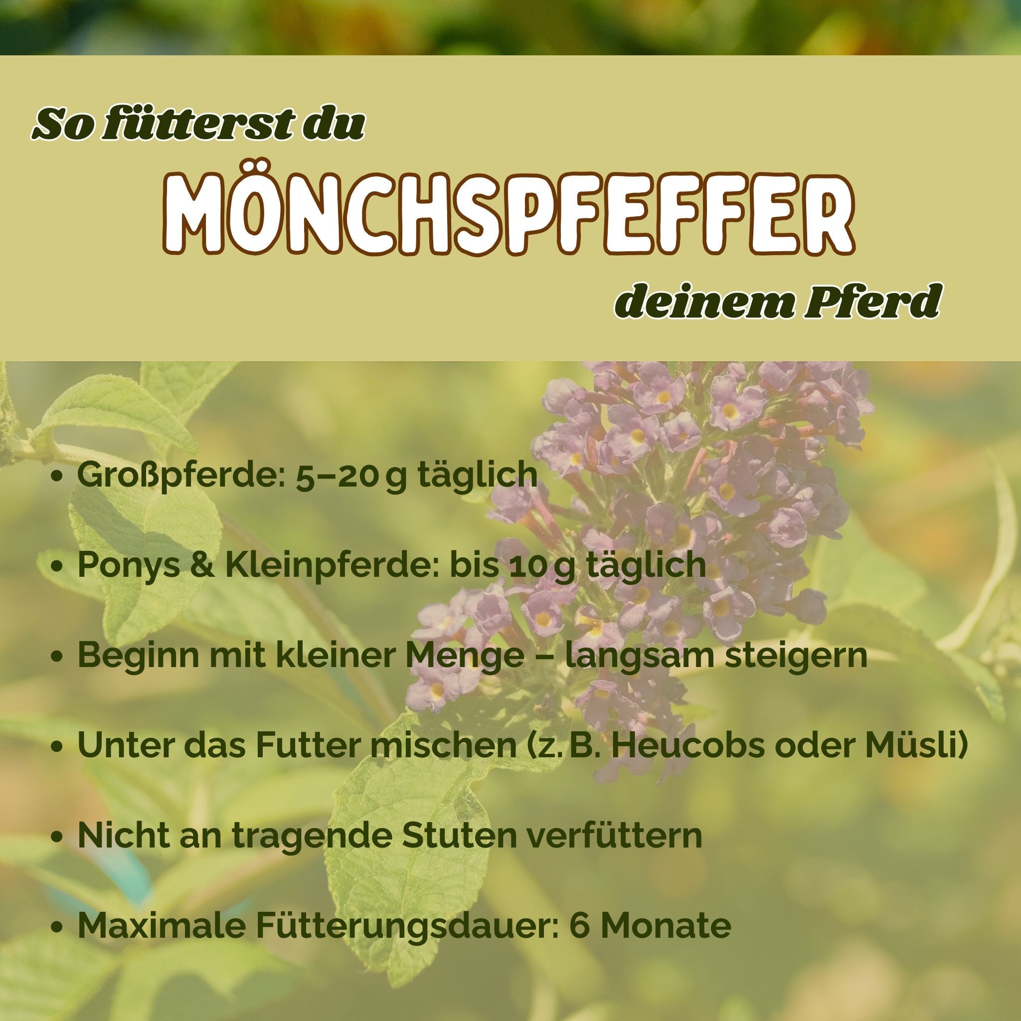 Mönchspfeffer Pferd - natürliche Hilfe bei rossigen Stuten