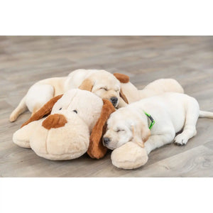 Ankuschelhund Benny