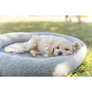 Junior Bett Hund