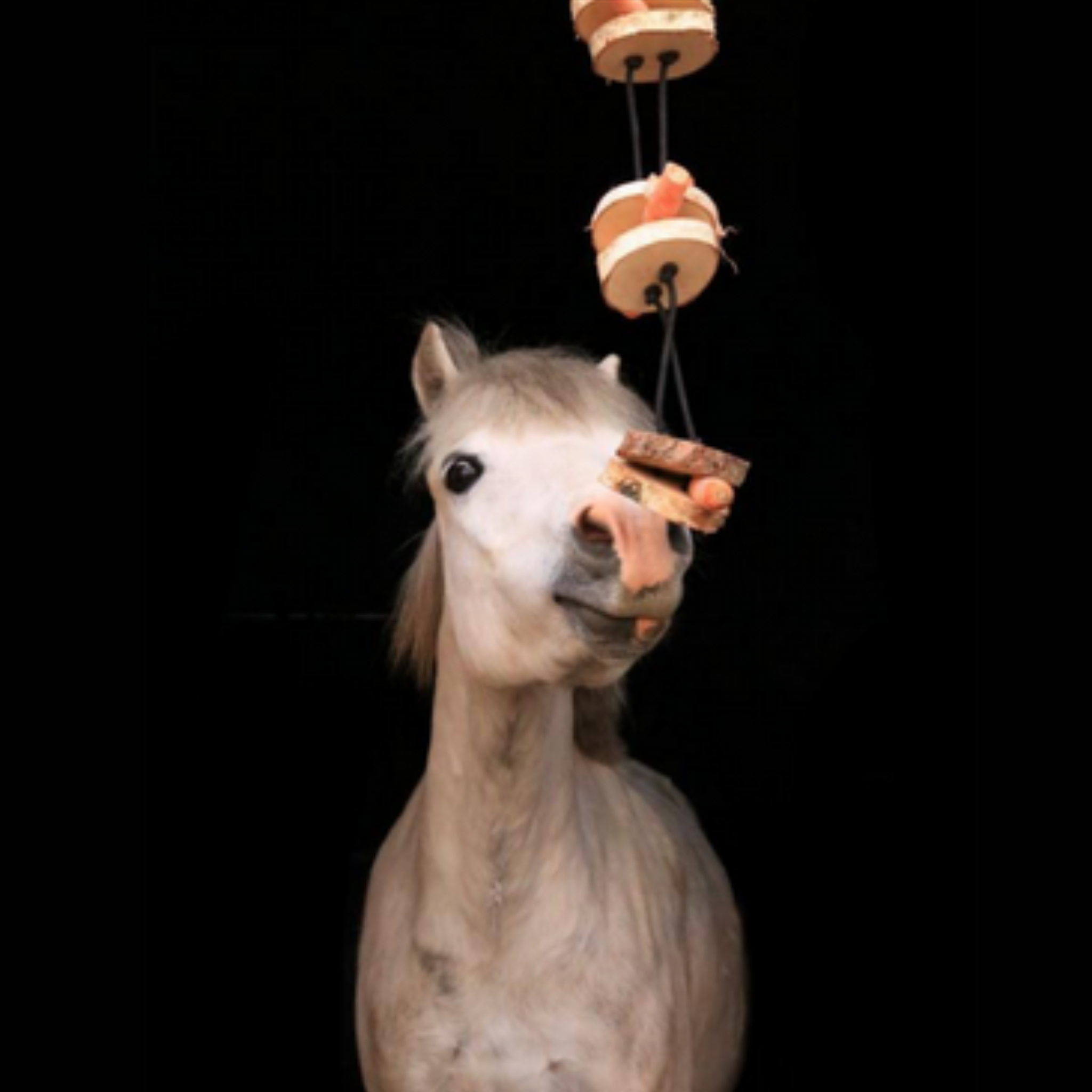 Pferdespielzeug Mini-Tarzan - Spielzeug für Pferde und Ponys gegen Langeweile - Pferdebeschäftigung