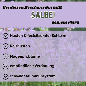 Salbei Pferd - Hustenkräuter für Pferde - Magenkräuter & Immunkräuter