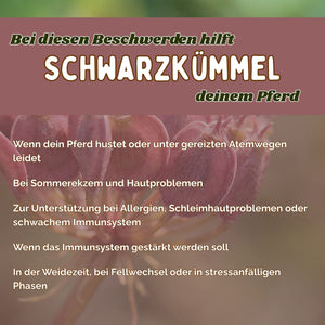 Schwarzkümmel Pferd - Hustenkräuter für Pferde - Immunkräuter