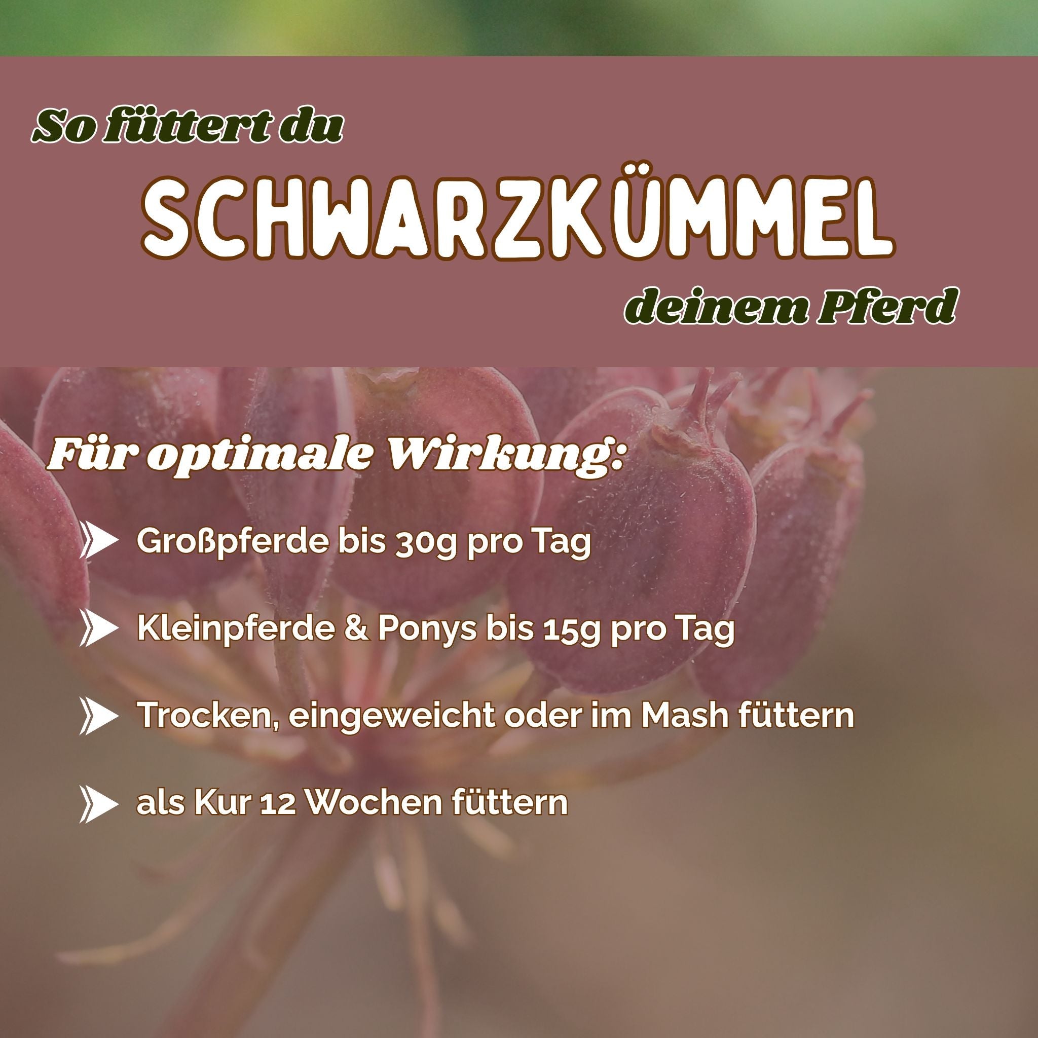 Schwarzkümmel Pferd - Hustenkräuter für Pferde - Immunkräuter