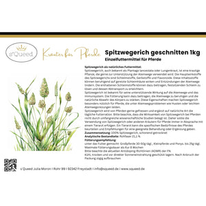 Spitzwegerich Pferd - Hustenkräuter für Pferde - Schleimlöser Pferd