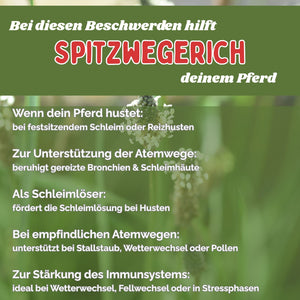 Spitzwegerich Pferd - Hustenkräuter für Pferde - Schleimlöser Pferd
