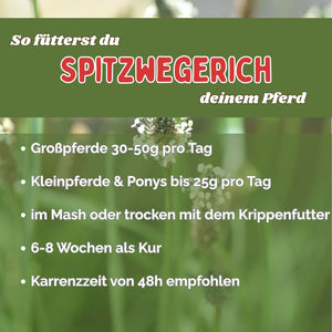 Spitzwegerich Pferd - Hustenkräuter für Pferde - Schleimlöser Pferd
