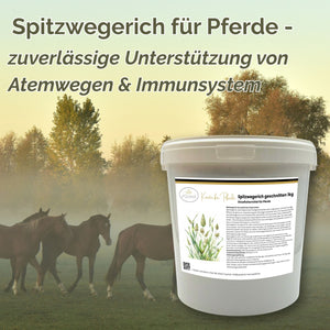 Spitzwegerich Pferd - Hustenkräuter für Pferde - Schleimlöser Pferd
