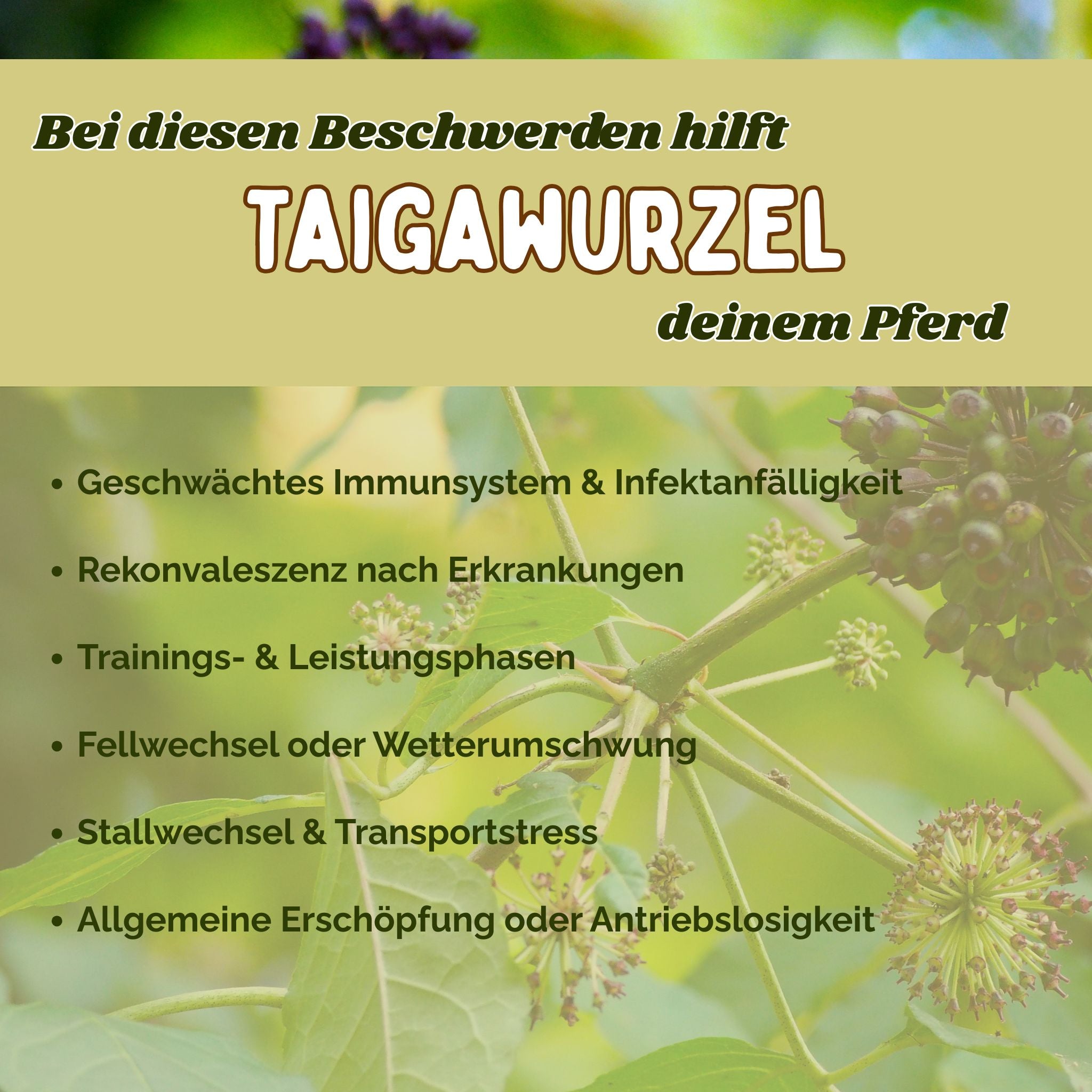 Taigawurzel Pferd - Immunsystem Pferd stärken