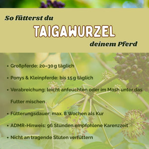 Taigawurzel Pferd - Immunsystem Pferd stärken