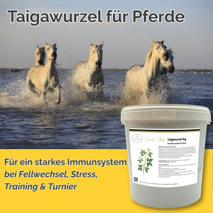 Taigawurzel Pferd - Immunsystem Pferd stärken