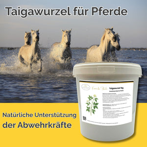 Taigawurzel Pferd 1kg