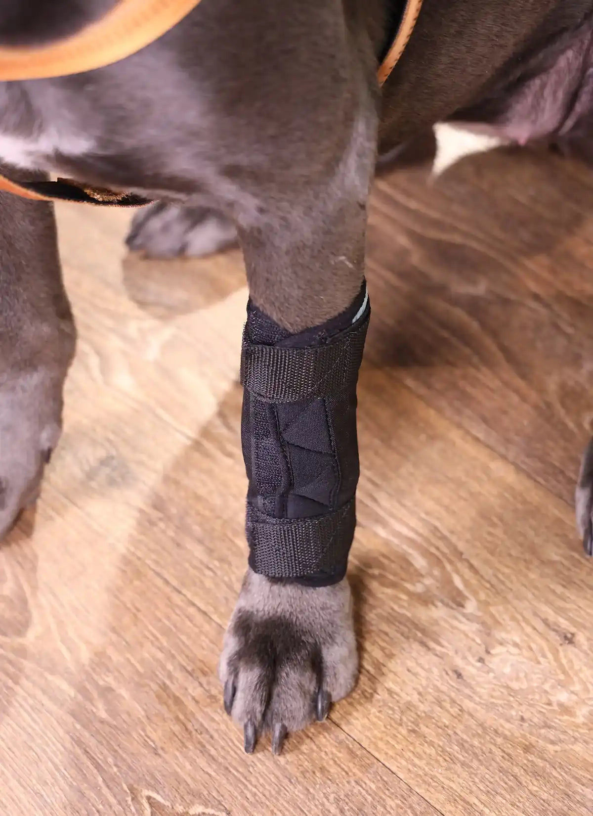 Durchtrittigkeits Bandage für Hunde mit Turbocast