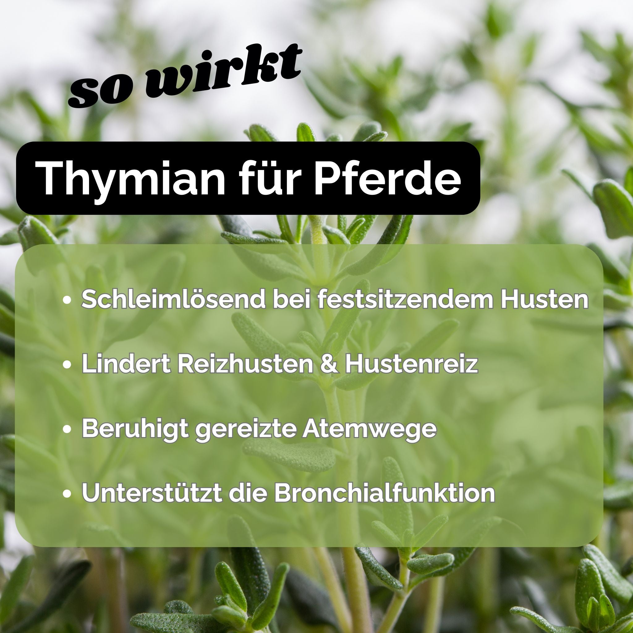 Thymian Pferd - Hustenkräuter für Pferde - Schleimlöser Pferd