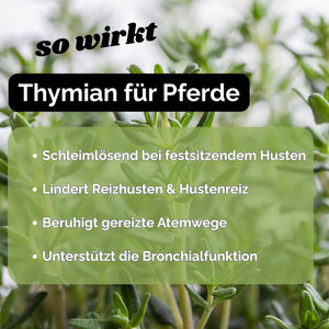 Thymian Pferd - Hustenkräuter für Pferde - Schleimlöser Pferd