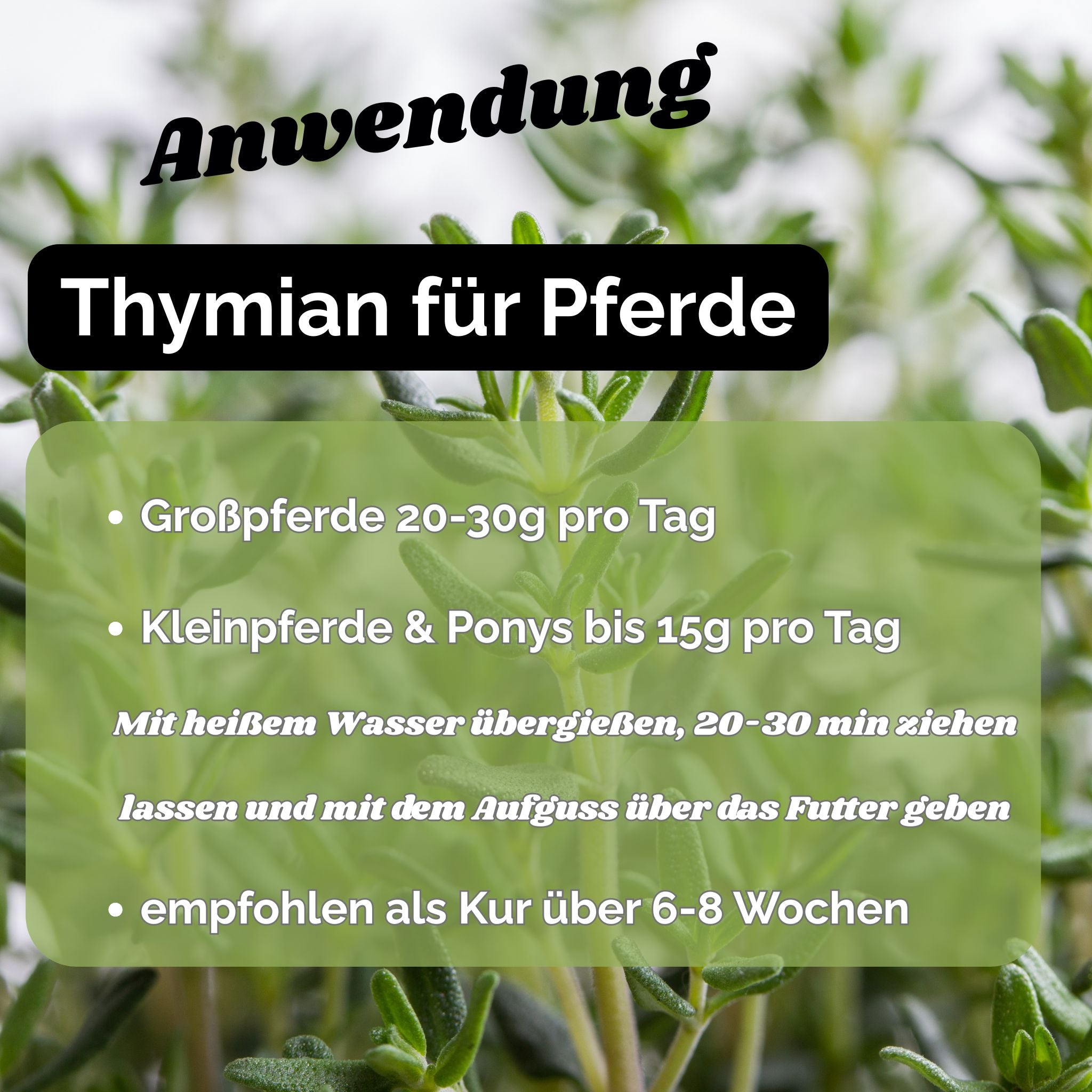 Thymian Pferd - Hustenkräuter für Pferde - Schleimlöser Pferd