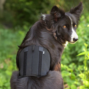 Hunde-Rückenschoner