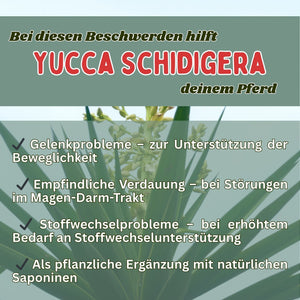 Yucca schidigera Pferd - Pulver für Gelenke, Verdauung und Stoffwechsel