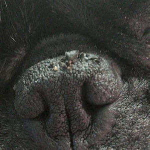 Nasenbutter Pflegestift