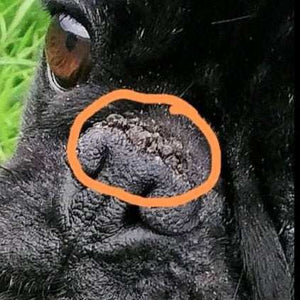 Nasenbutter Pflegestift