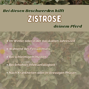 Zistrose Pferd - Immunsystem stärken Pferd