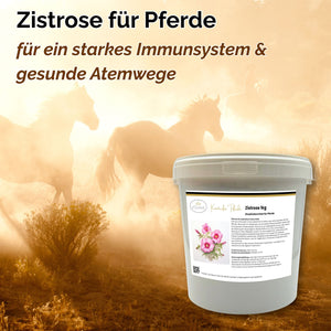 Zistrose Pferd - Immunsystem stärken Pferd