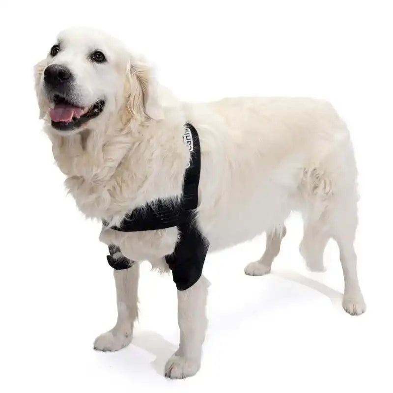 Ellenbogenorthese für Hunde