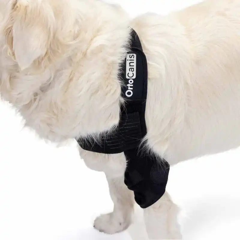 Ellenbogenorthese für Hunde