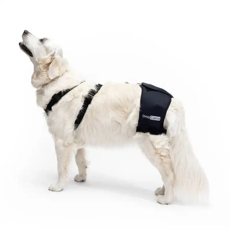 Hüftstütze für Hunde