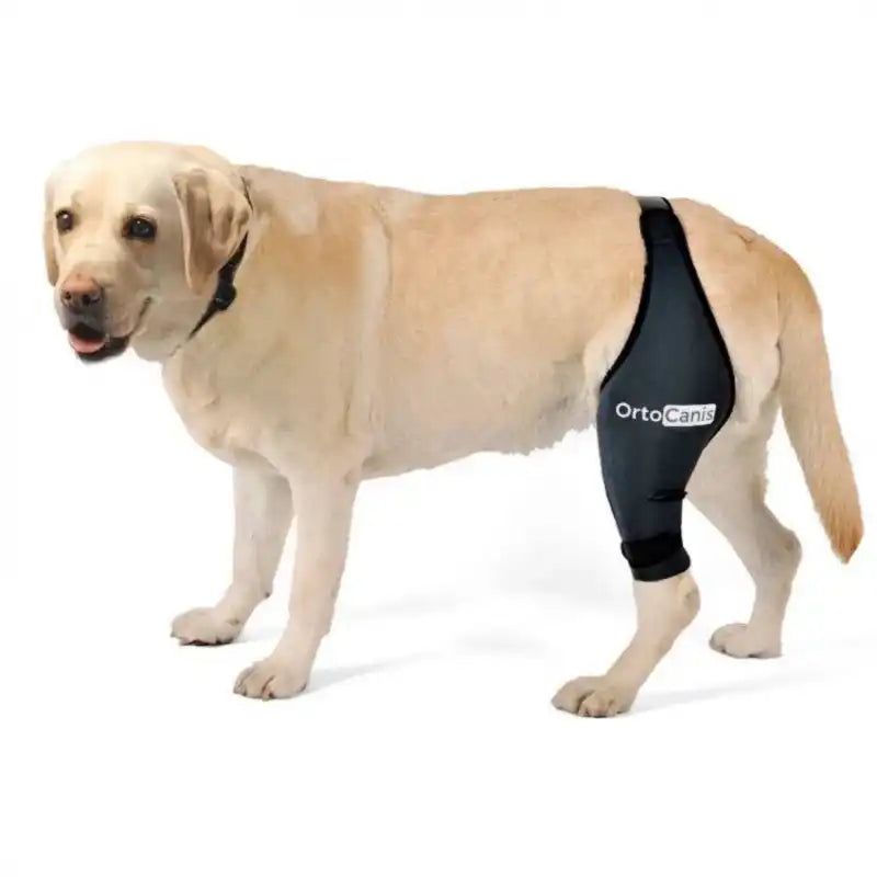 Kniebandage für Hunde - Hinterbein