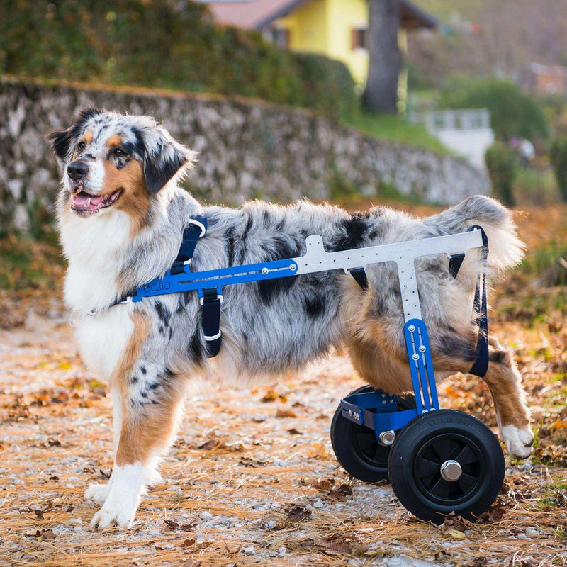 Hunde Rollstuhl Modell Maite