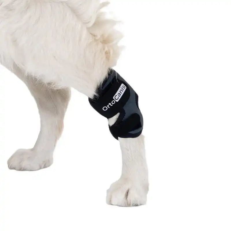 Sprunggelenkbandage für Hunde (Tarsus)