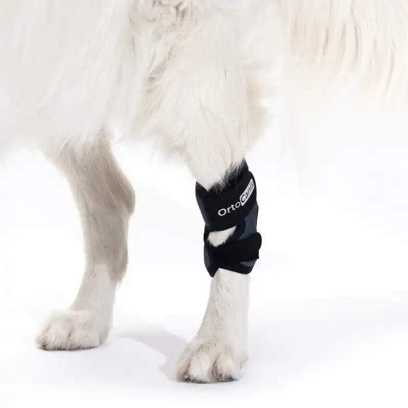 Sprunggelenkbandage für Hunde (Tarsus)